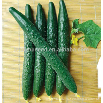 ACU011 Jianbao buena resistencia al calor semillas largas de pepino para plantar